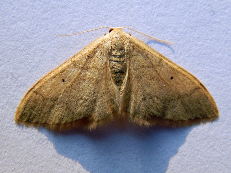 Geometridae o Noctuidae? Geometridae: cf. Idaea straminata